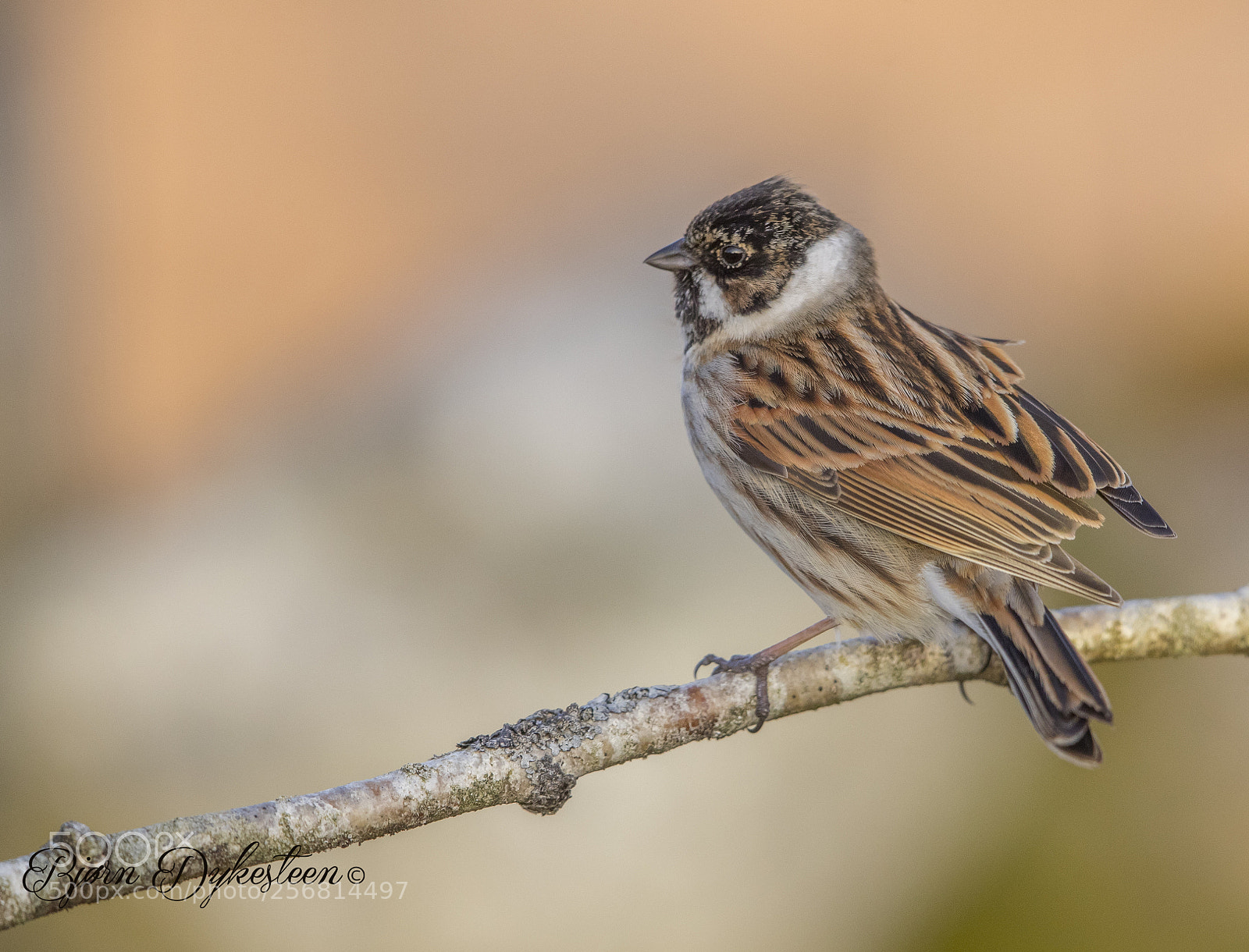 Canon EOS-1D X Mark II sample photo. Reed buntings photography