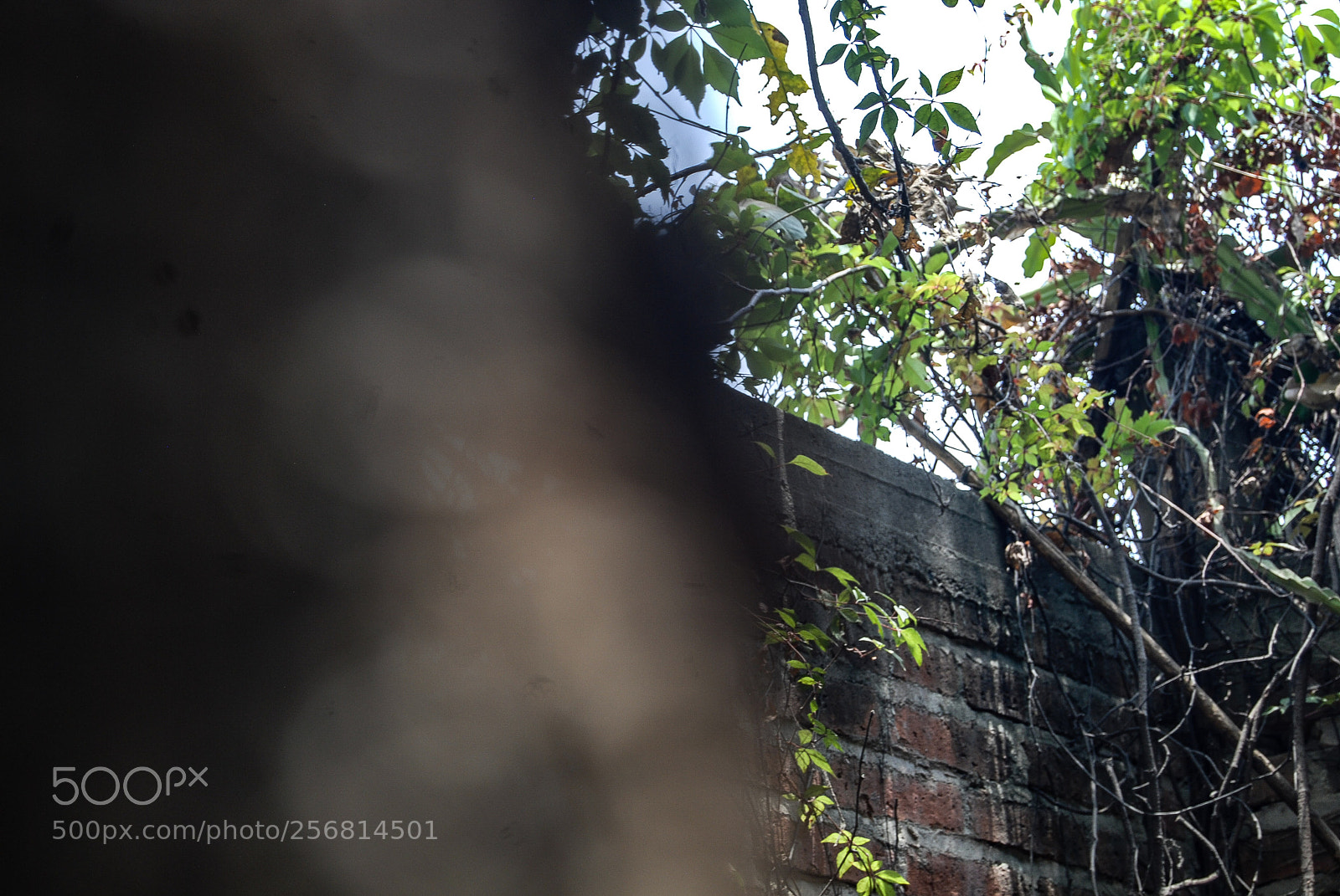 Nikon D40X sample photo. Side photography