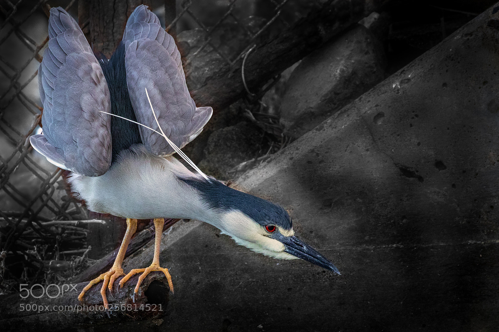 Canon EOS 7D Mark II sample photo. Black crowned night heron photography