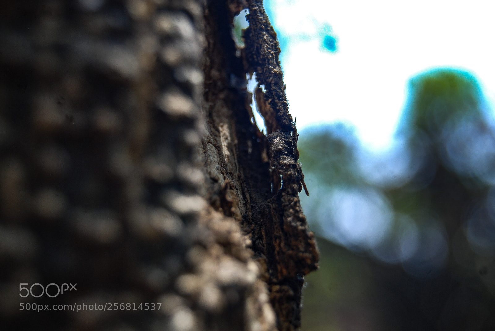 Nikon D40X sample photo. Other side photography