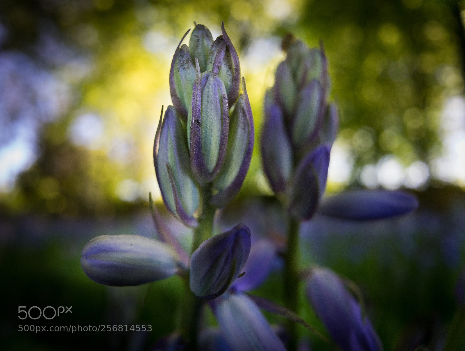 Sony a7 sample photo. Flower photography