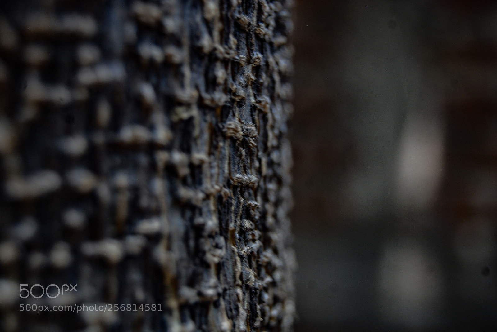Nikon D40X sample photo. Small photography