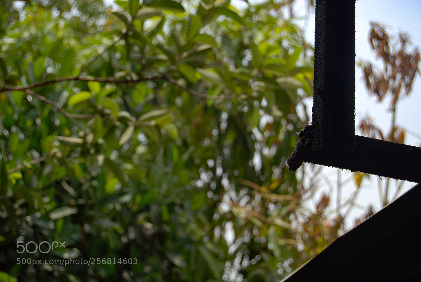Nikon D40X sample photo. Green photography