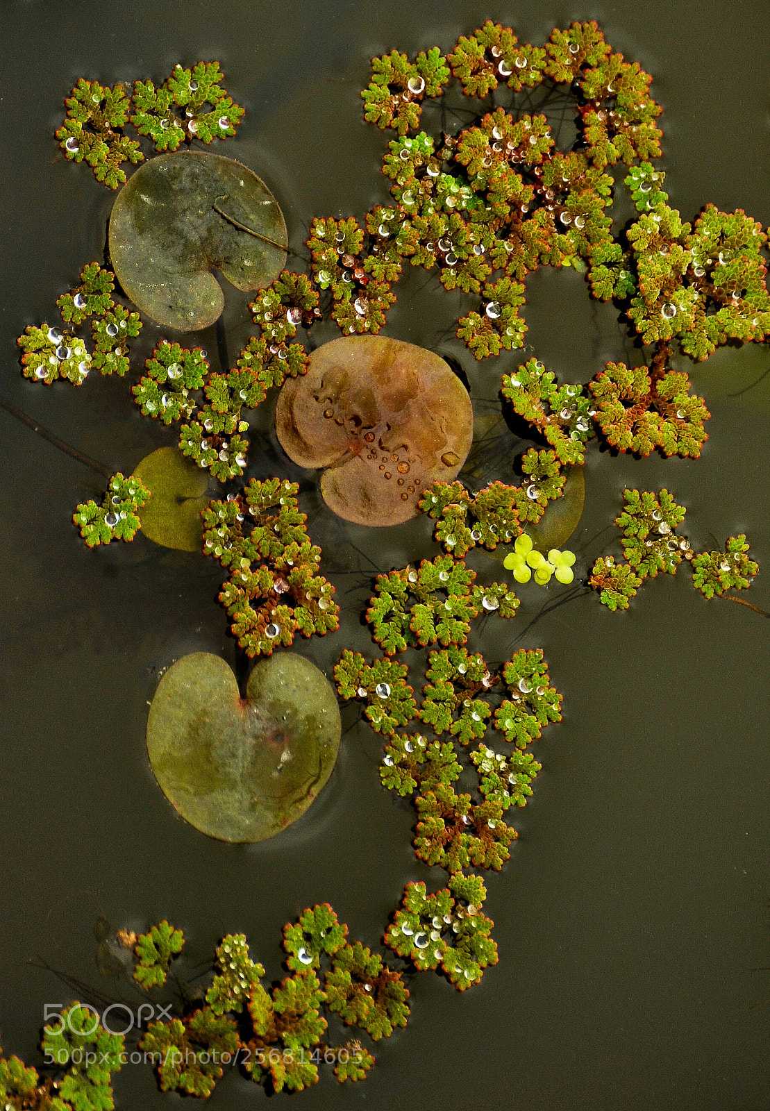 Nikon D3 sample photo. From acarlar floodplain forest photography