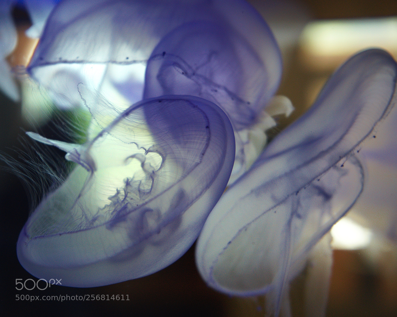 Sony a7 sample photo. Jellyfish party photography
