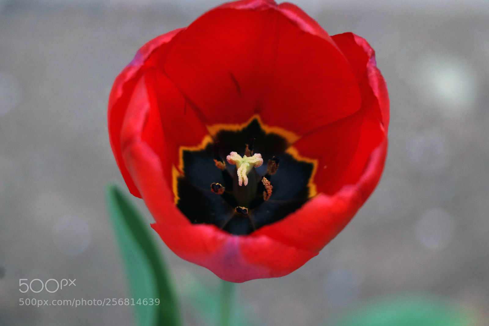 Canon EOS 80D sample photo. Spring's life photography