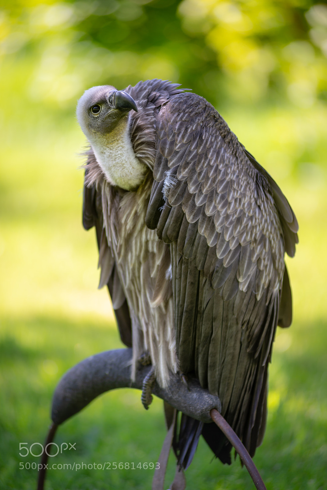 Nikon D610 sample photo. Okay, vultures got a photography