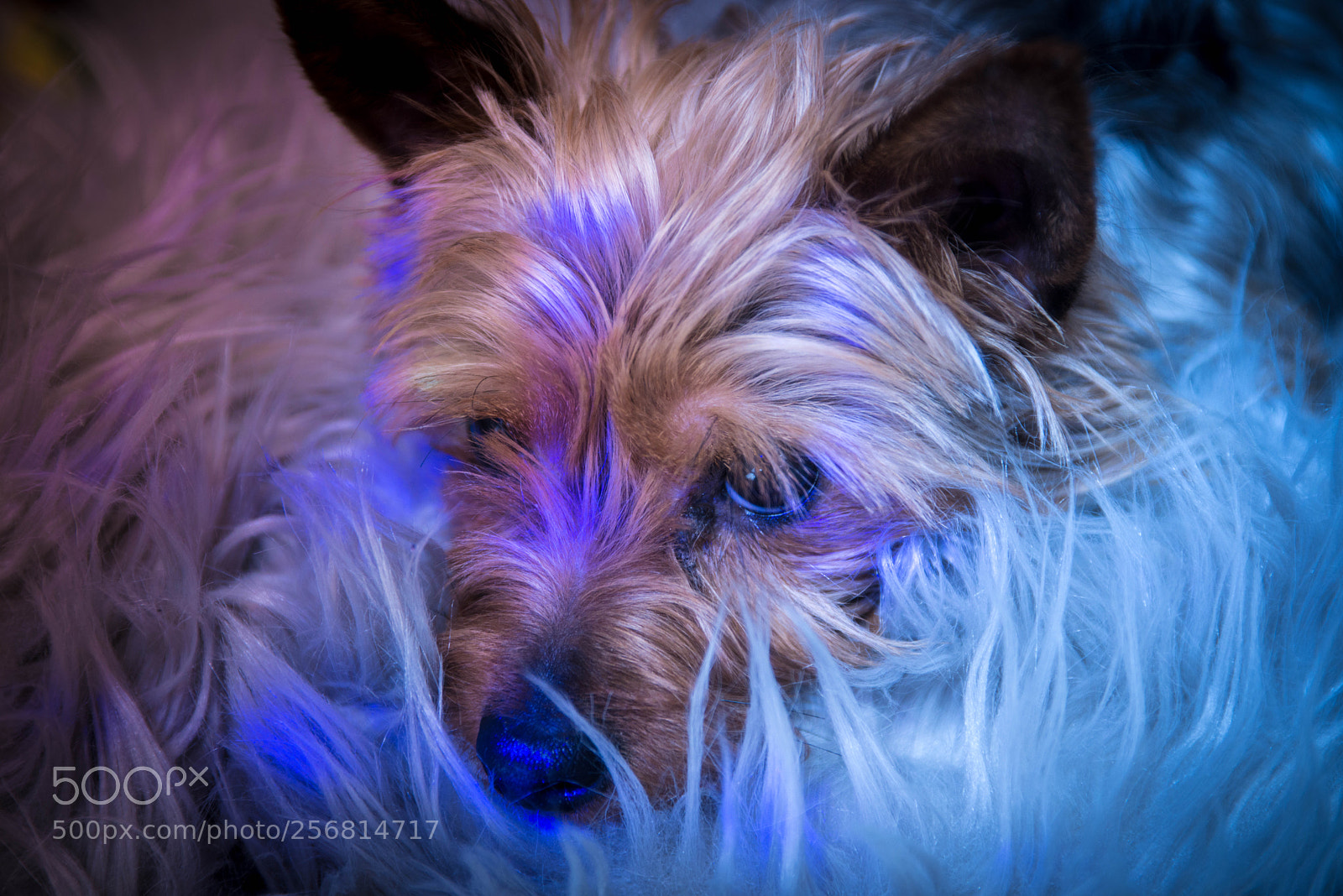 Nikon D800 sample photo. Red & blue photography