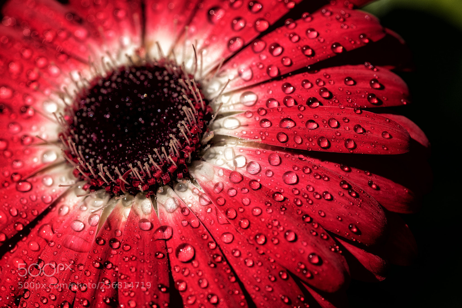 Nikon D5500 sample photo. Flower droplets photography