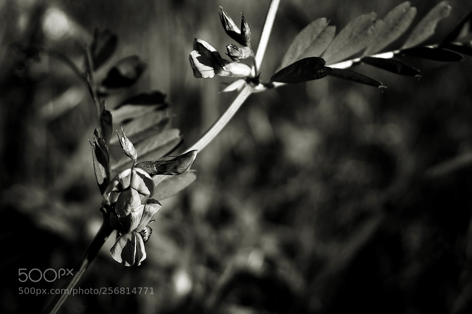 Sony a6000 sample photo. Wild in b&w photography