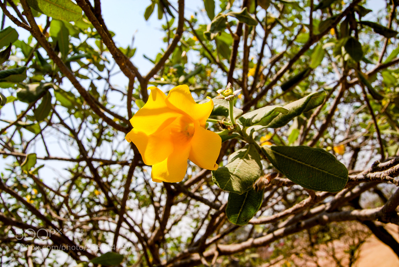 Nikon D40X sample photo. Hope photography