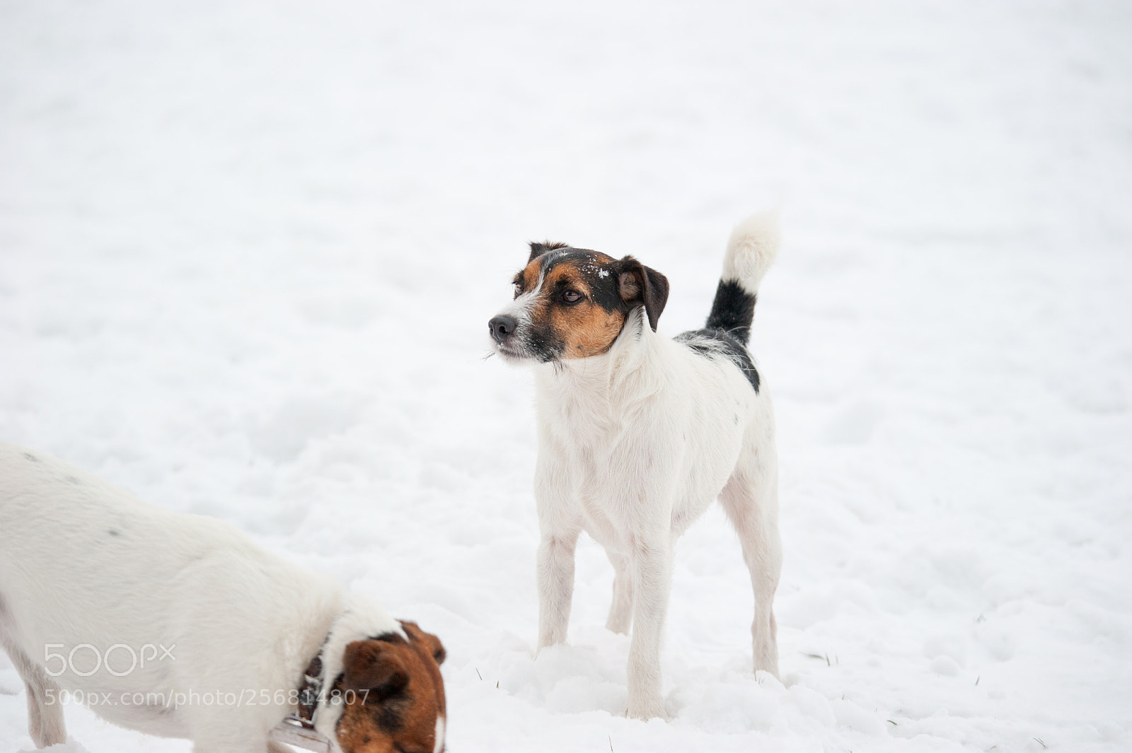 Nikon D700 sample photo. Dog in snow photography