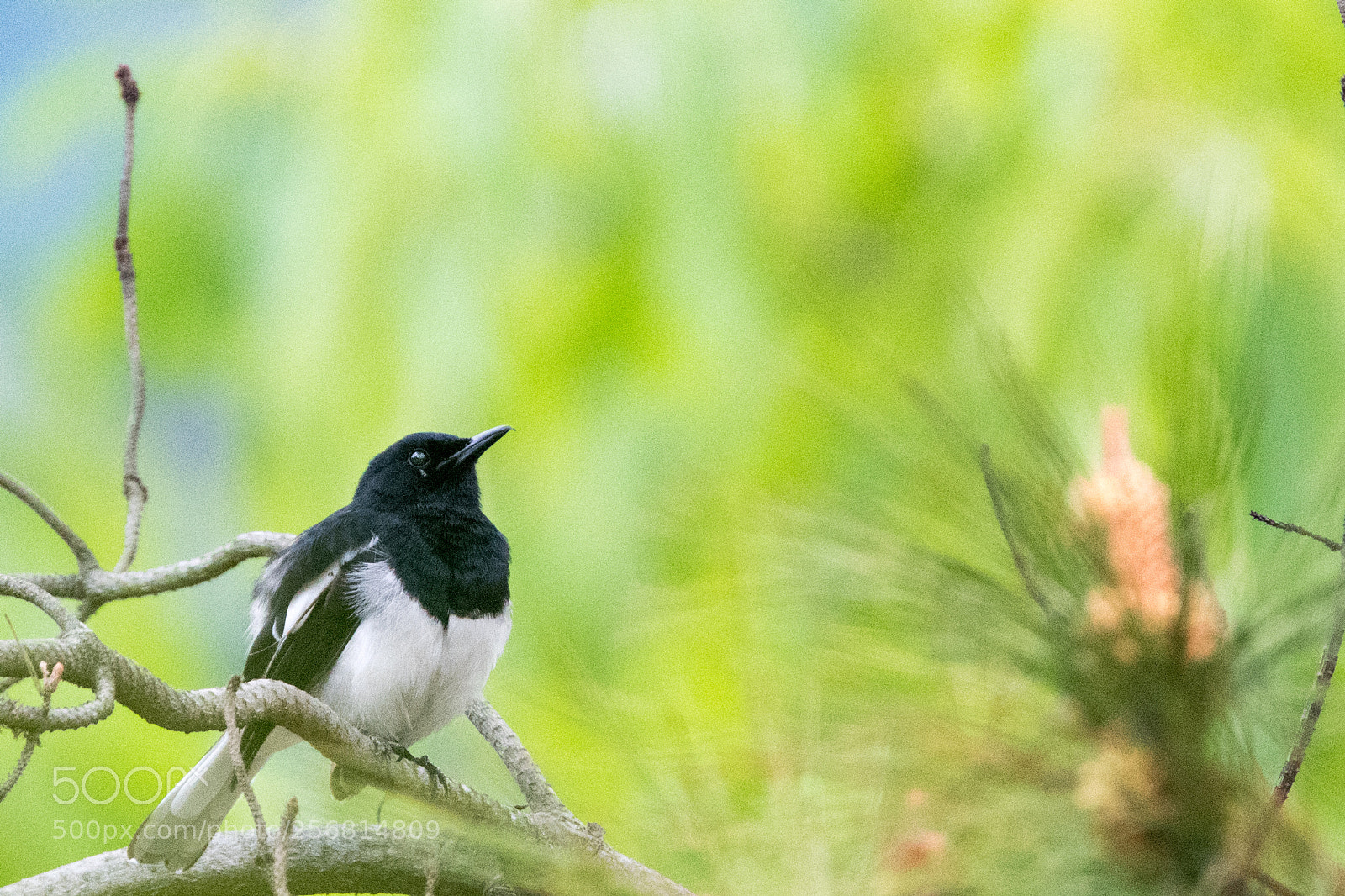 Nikon D500 sample photo. Oriental magpie robin photography