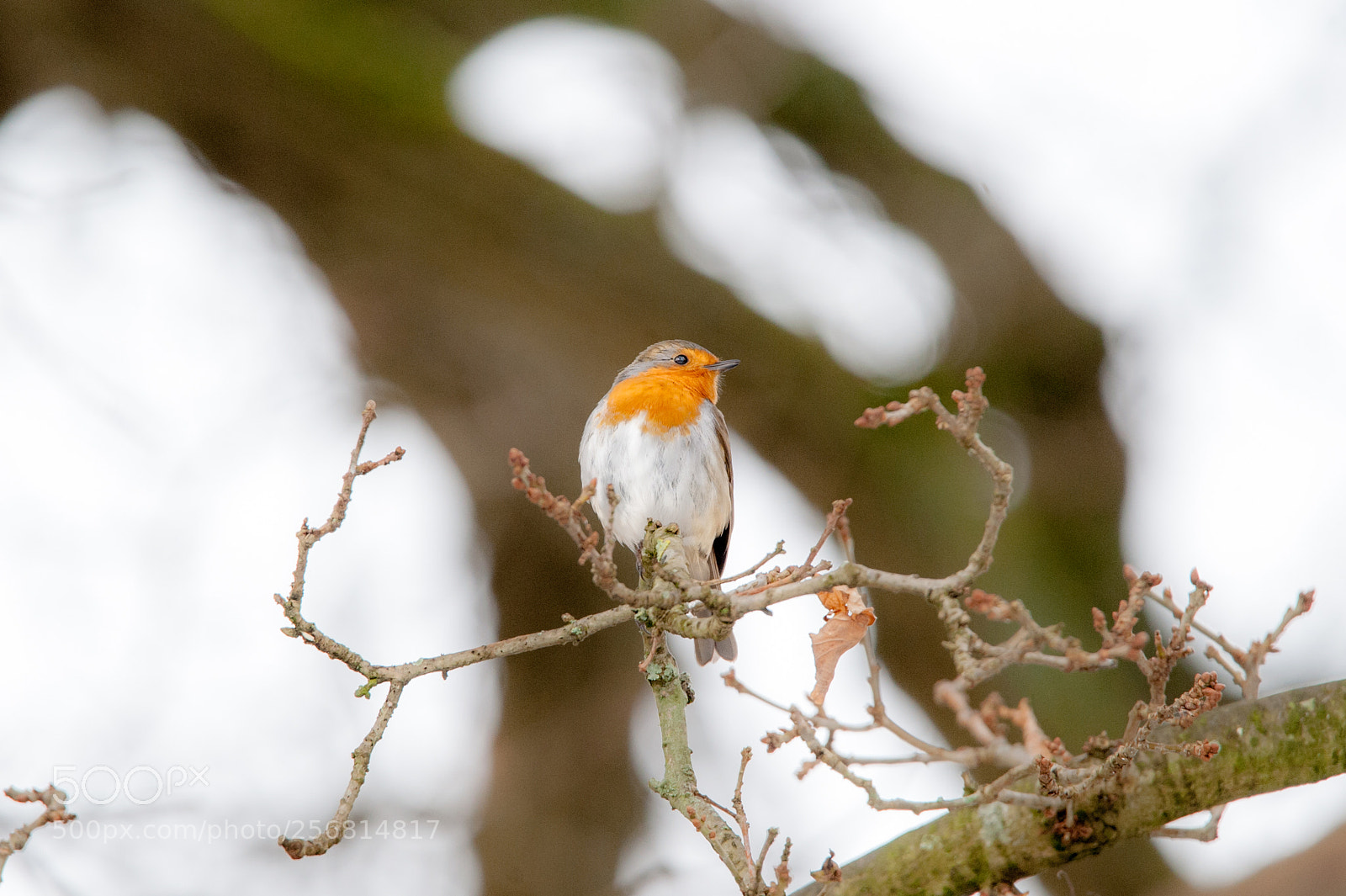 Nikon D700 sample photo. Winter robin photography