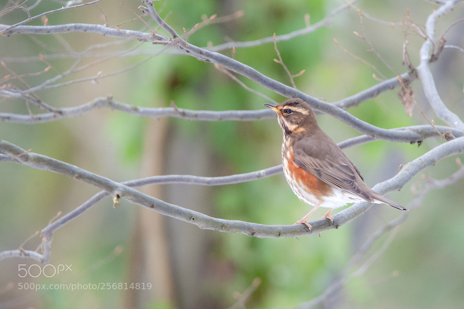 Nikon D700 sample photo. Winter red wing photography