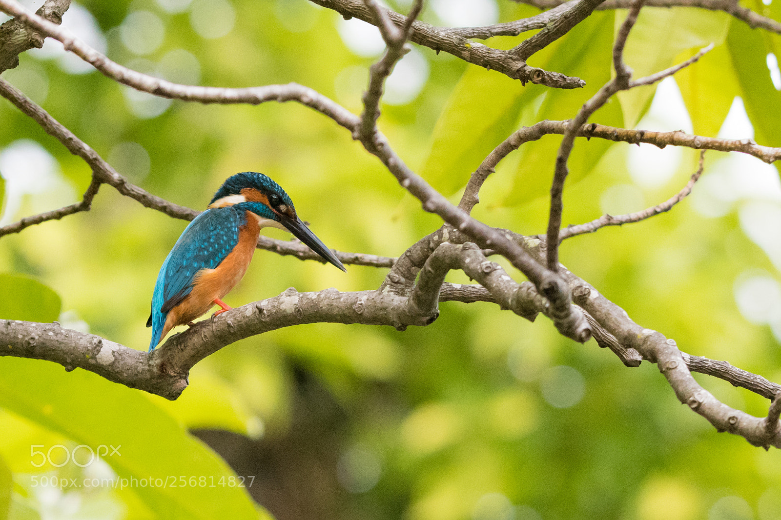 Nikon D500 sample photo. Kingfisher photography