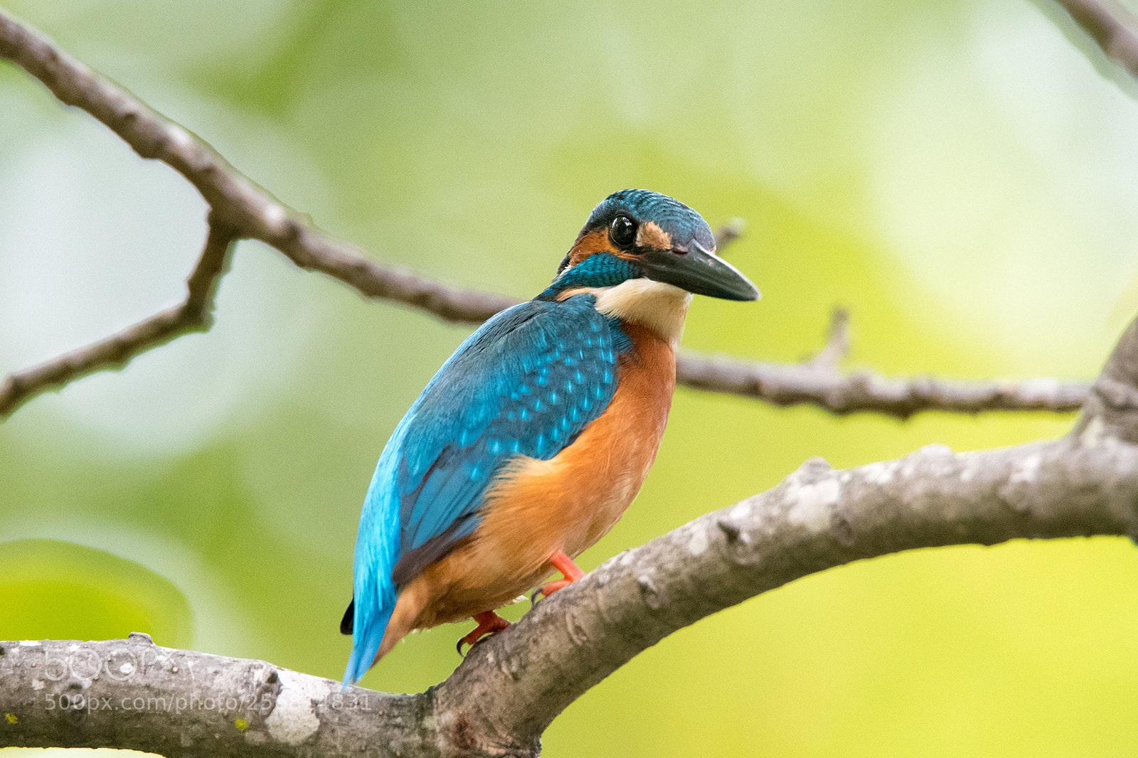 Nikon D500 sample photo. Kingfisher photography