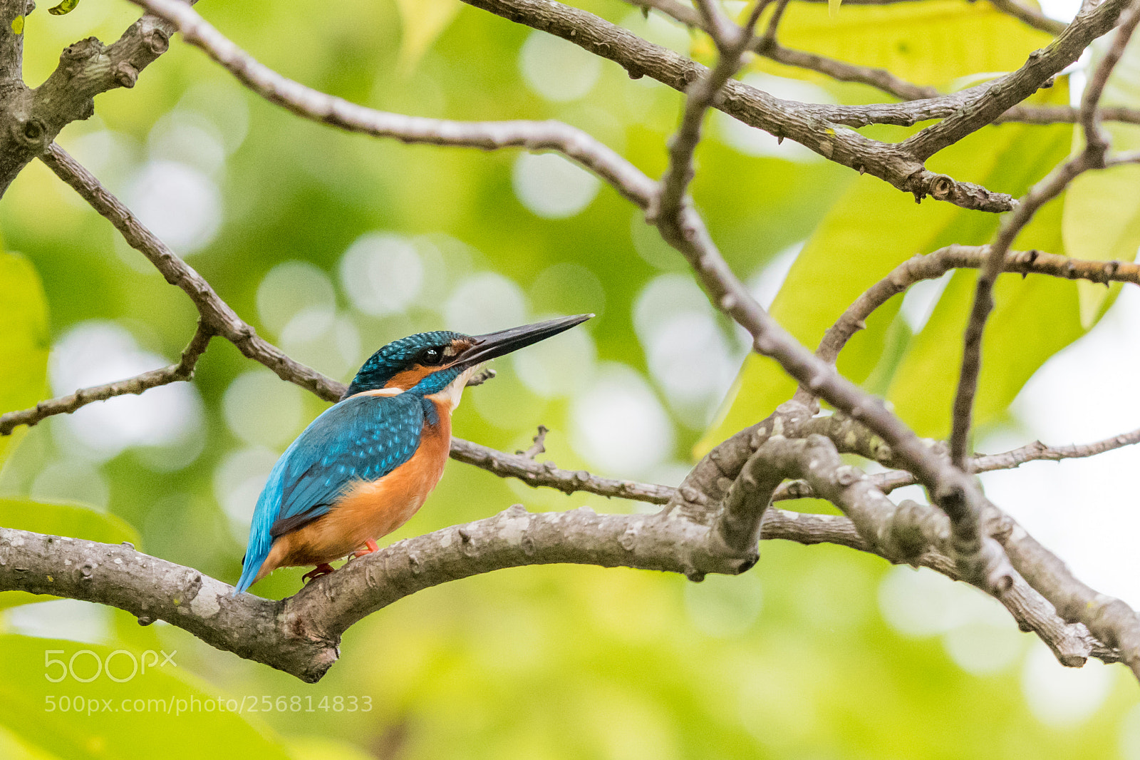 Nikon D500 sample photo. Kingfisher photography