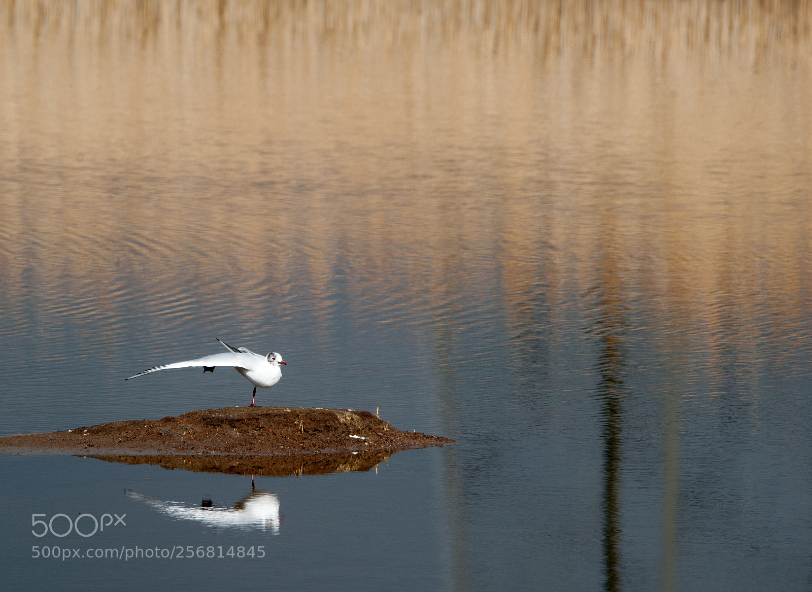 Nikon D700 sample photo. Sea gull photography