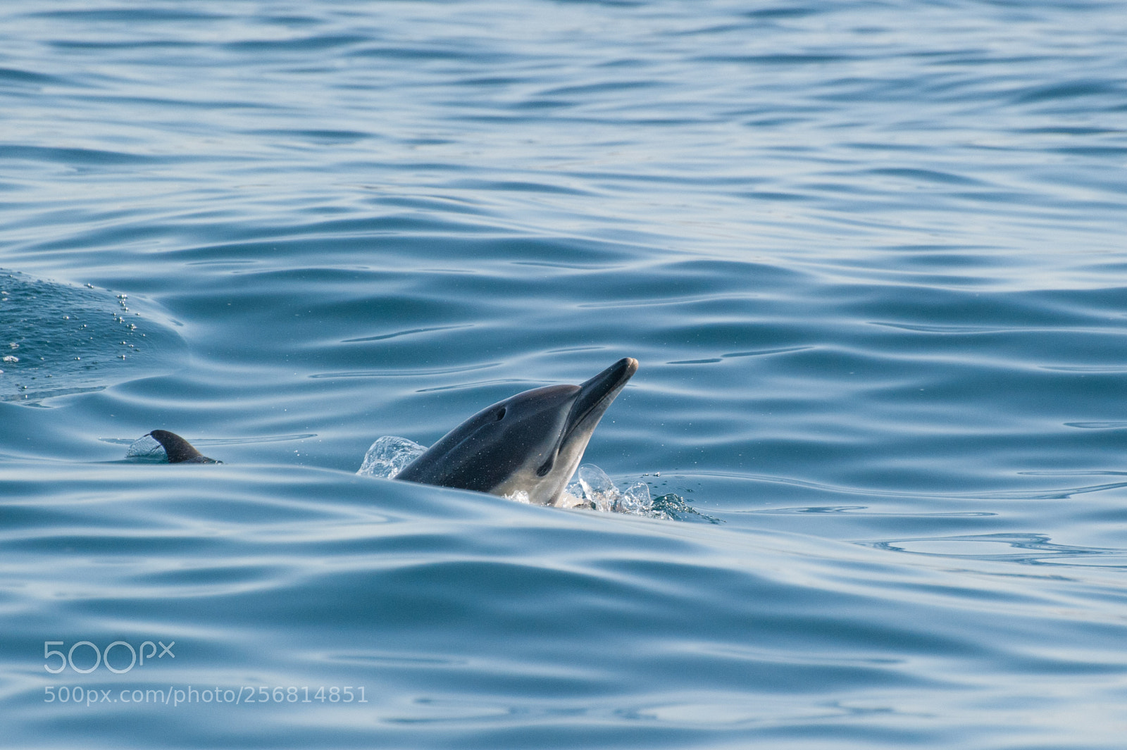 Nikon D700 sample photo. Common dolphin photography