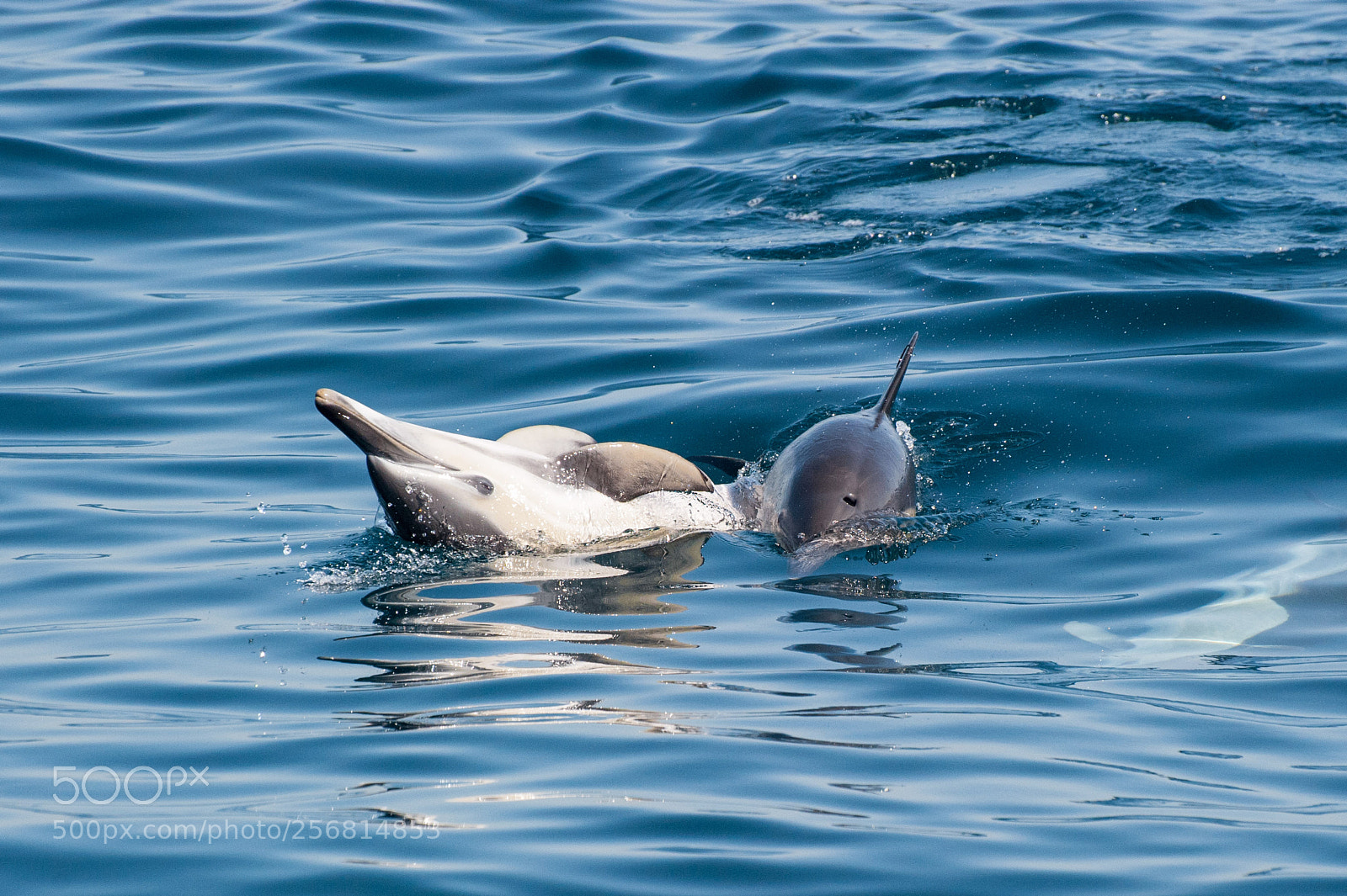 Nikon D700 sample photo. Common dolphin photography