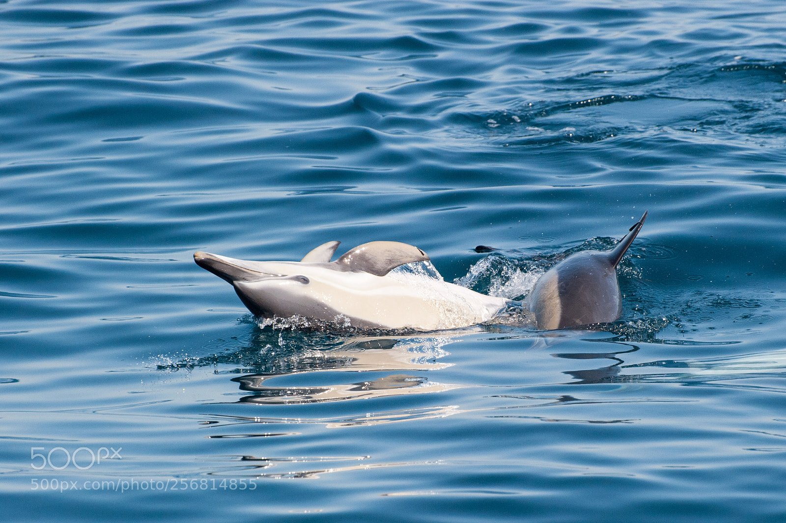 Nikon D700 sample photo. Common dolphin photography