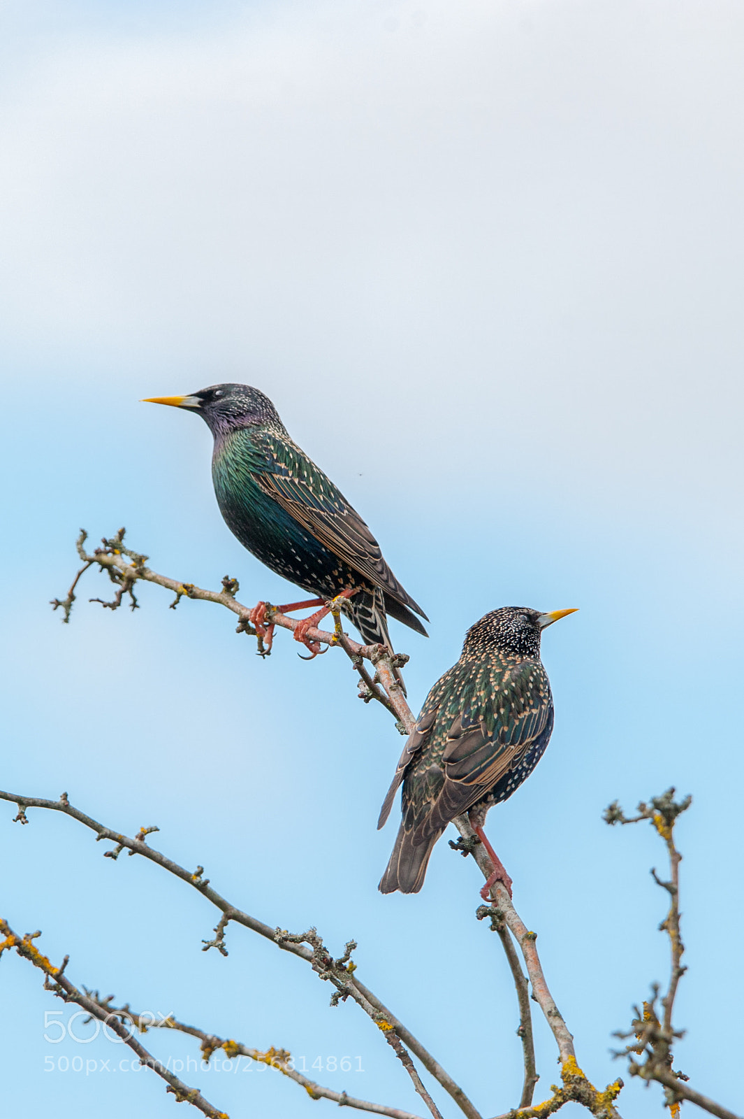 Nikon D700 sample photo. Bird photography