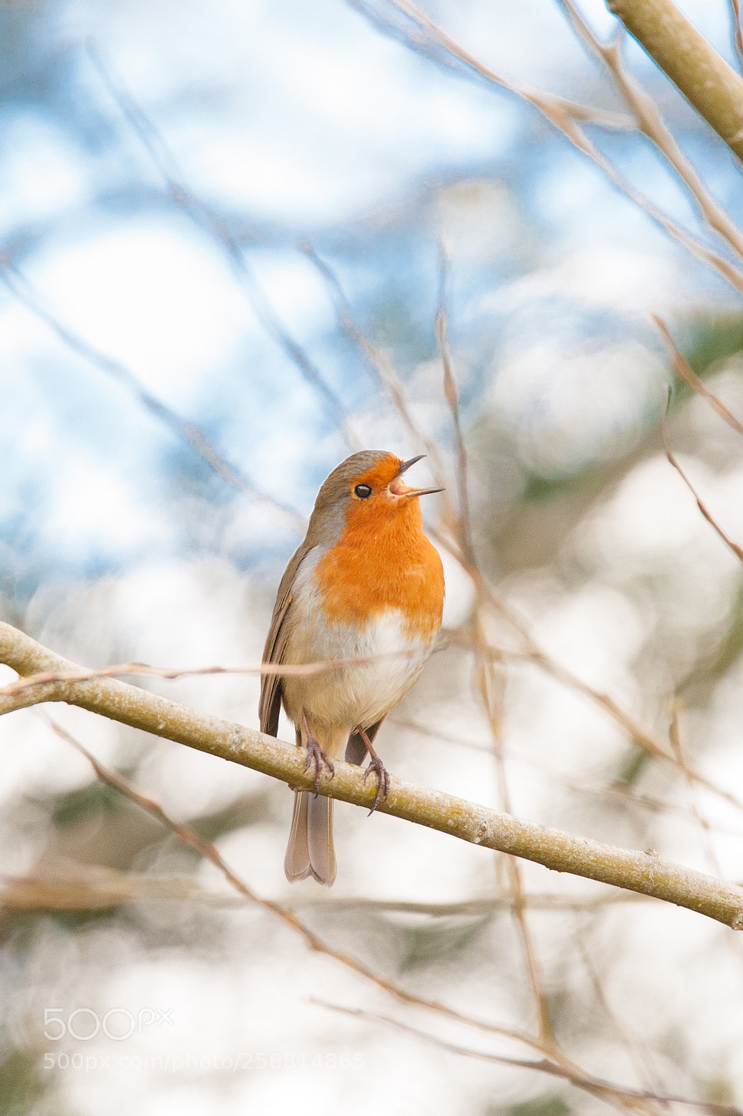 Nikon D700 sample photo. Winter robin photography