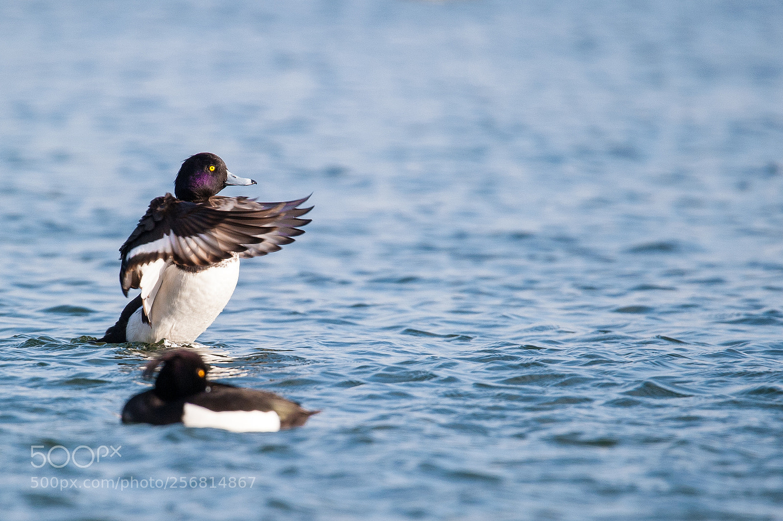 Nikon D700 sample photo. Tufted duck photography