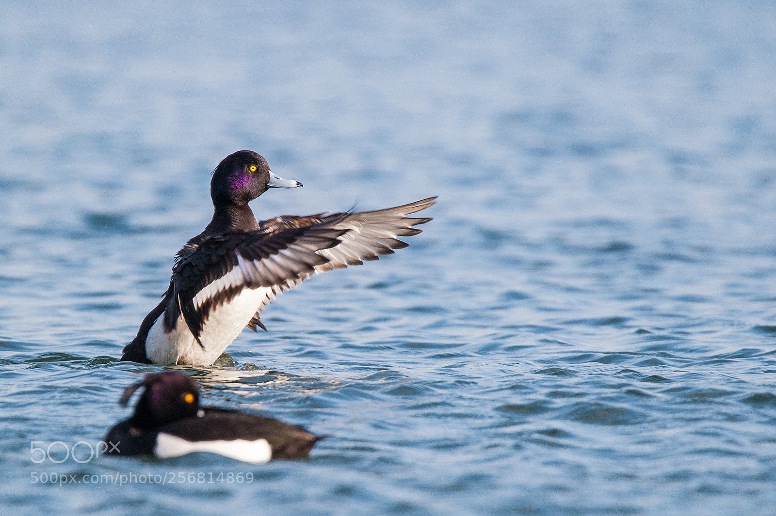 Nikon D700 sample photo. Tufted duck in swiss photography