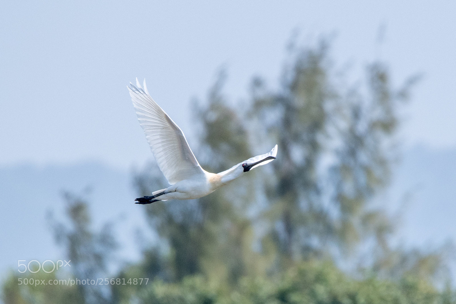 Nikon D500 sample photo. Black spoonbill photography