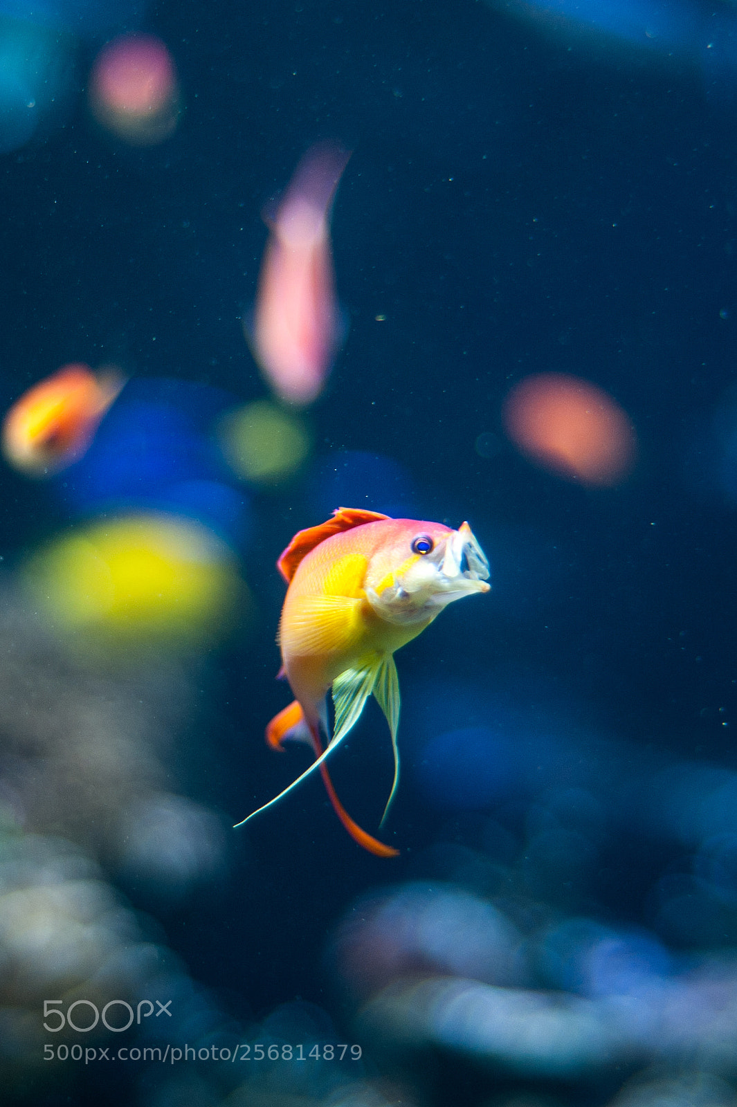 Nikon D700 sample photo. Fish display photography