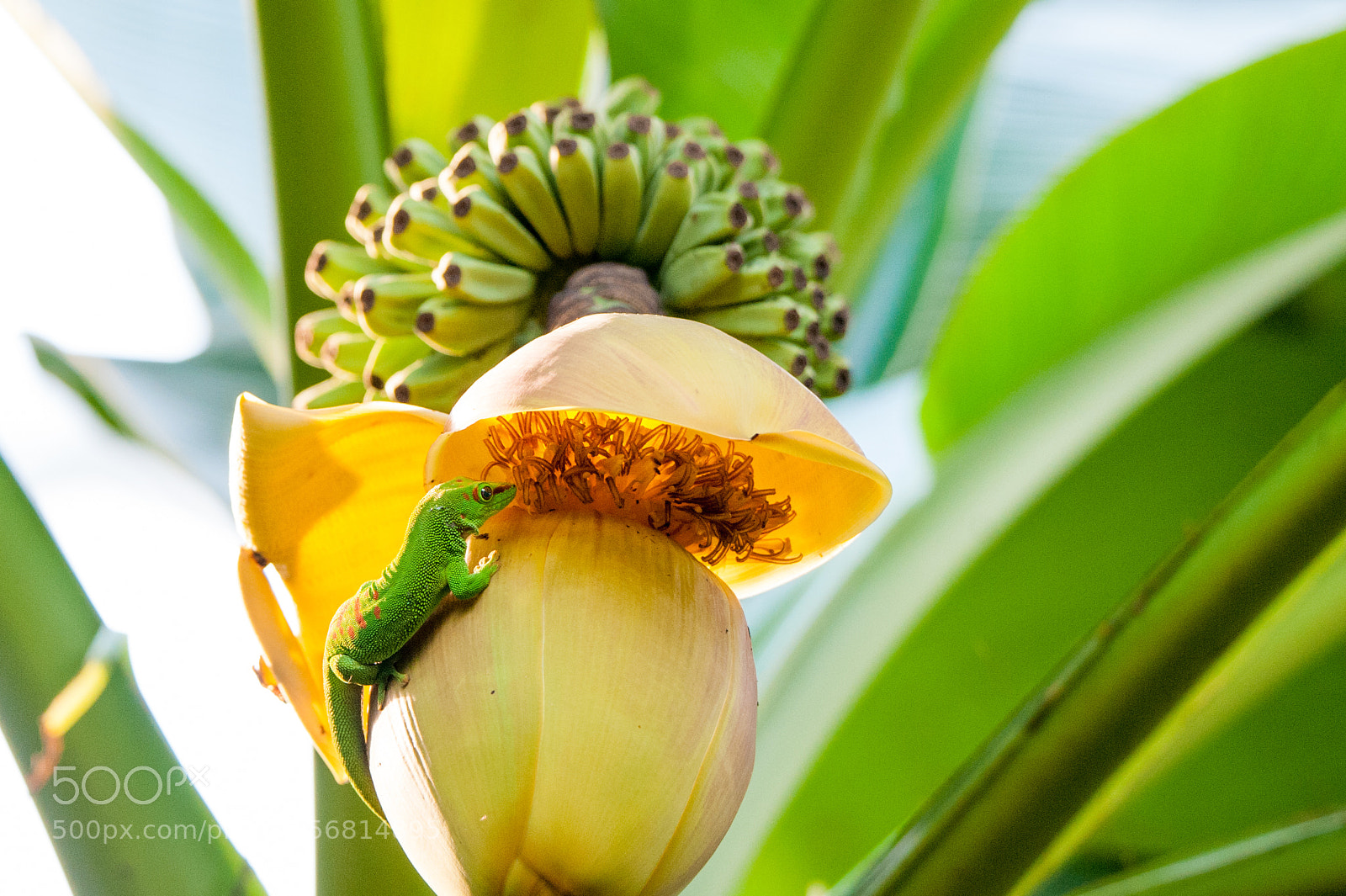 Nikon D700 sample photo. Day gecko photography