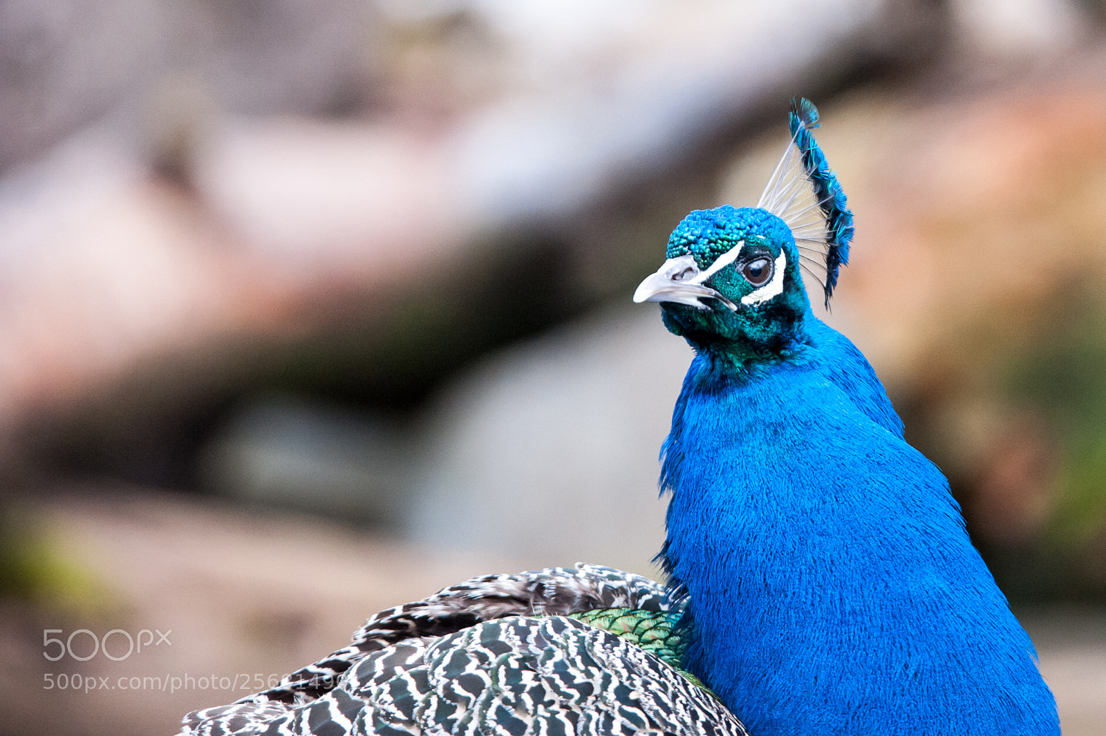 Nikon D700 sample photo. Peacock photography
