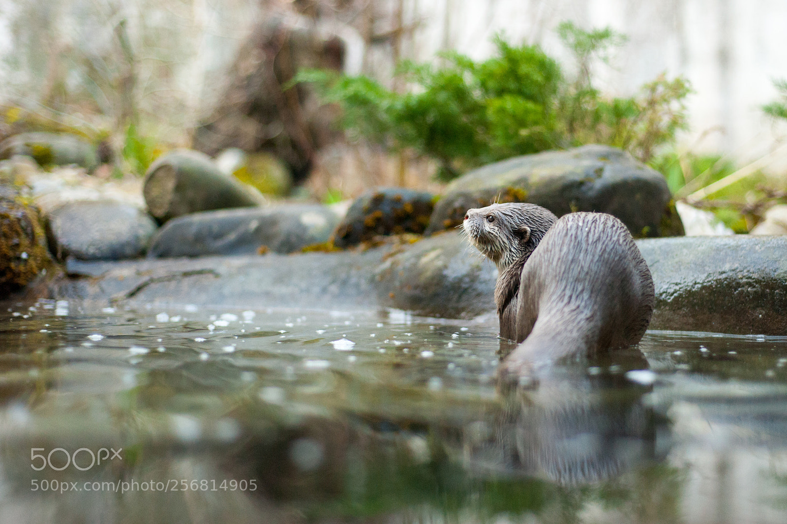 Nikon D700 sample photo. Otter photography