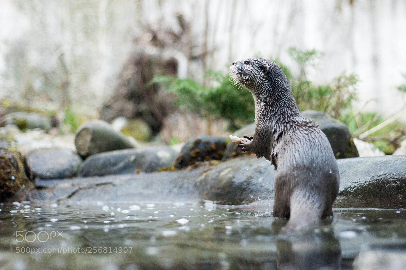 Nikon D700 sample photo. Otter photography