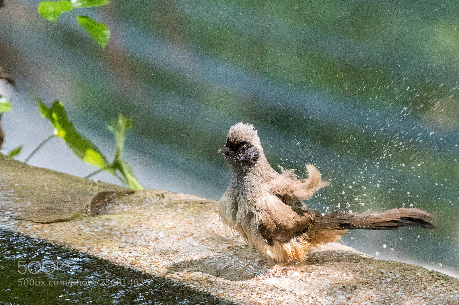 Nikon D500 sample photo. Laughing thrush in shower photography