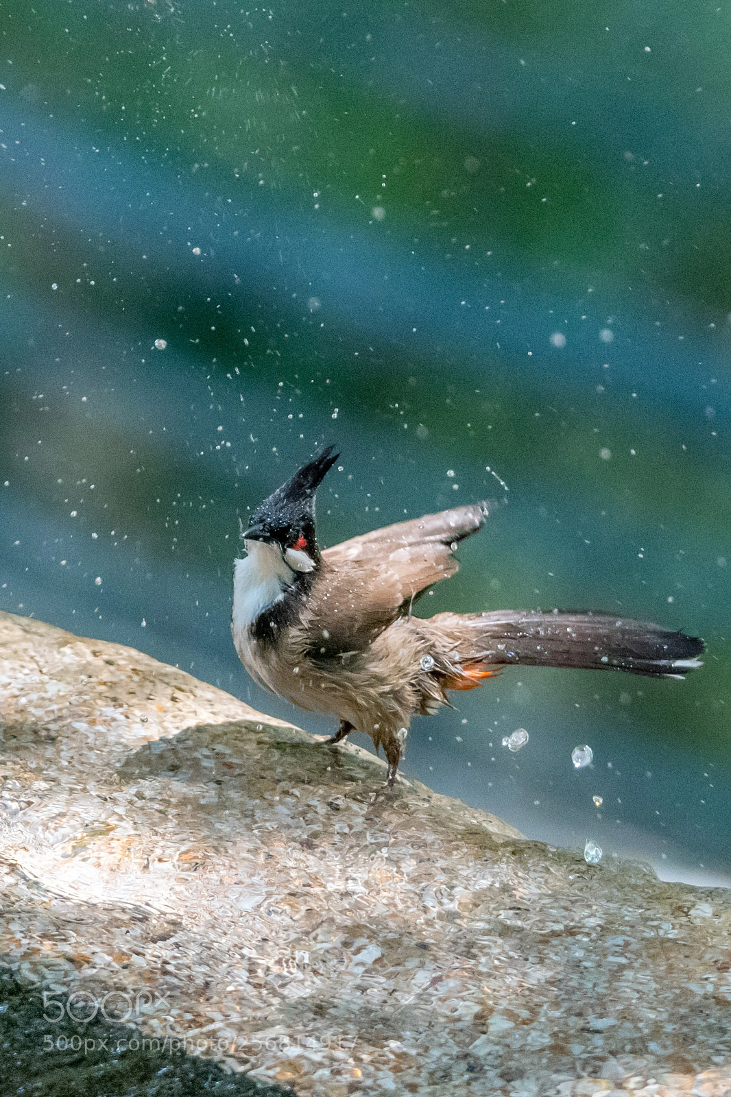 Nikon D500 sample photo. Bulbul in shower photography