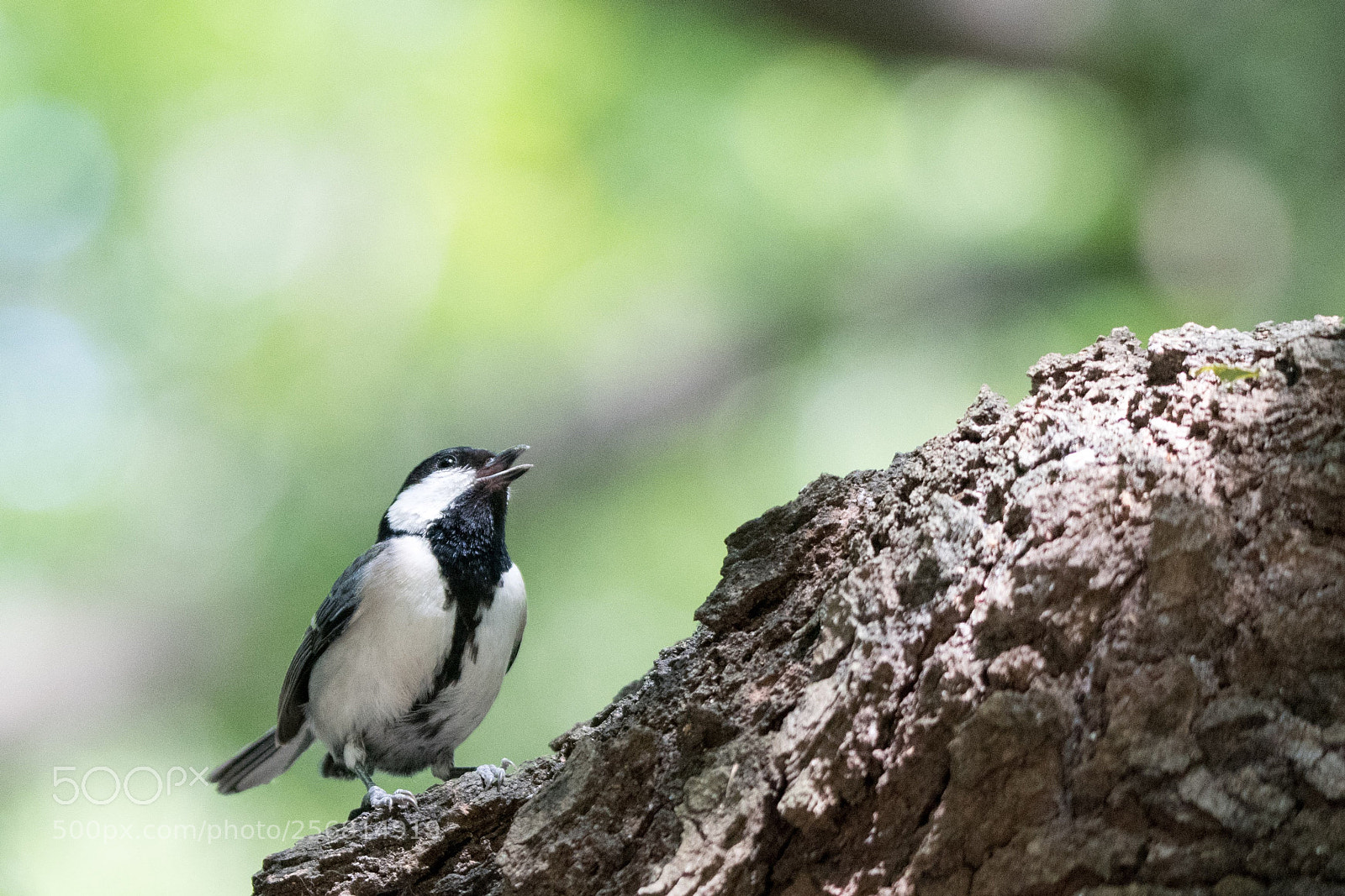 Nikon D500 sample photo. Chineous tits photography
