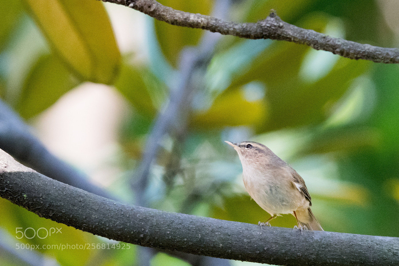 Nikon D500 sample photo. Bird in hong kong photography