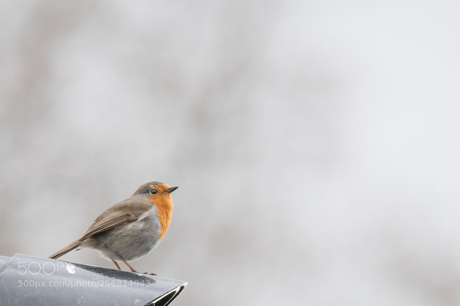 Nikon D500 sample photo. Robin in fog photography