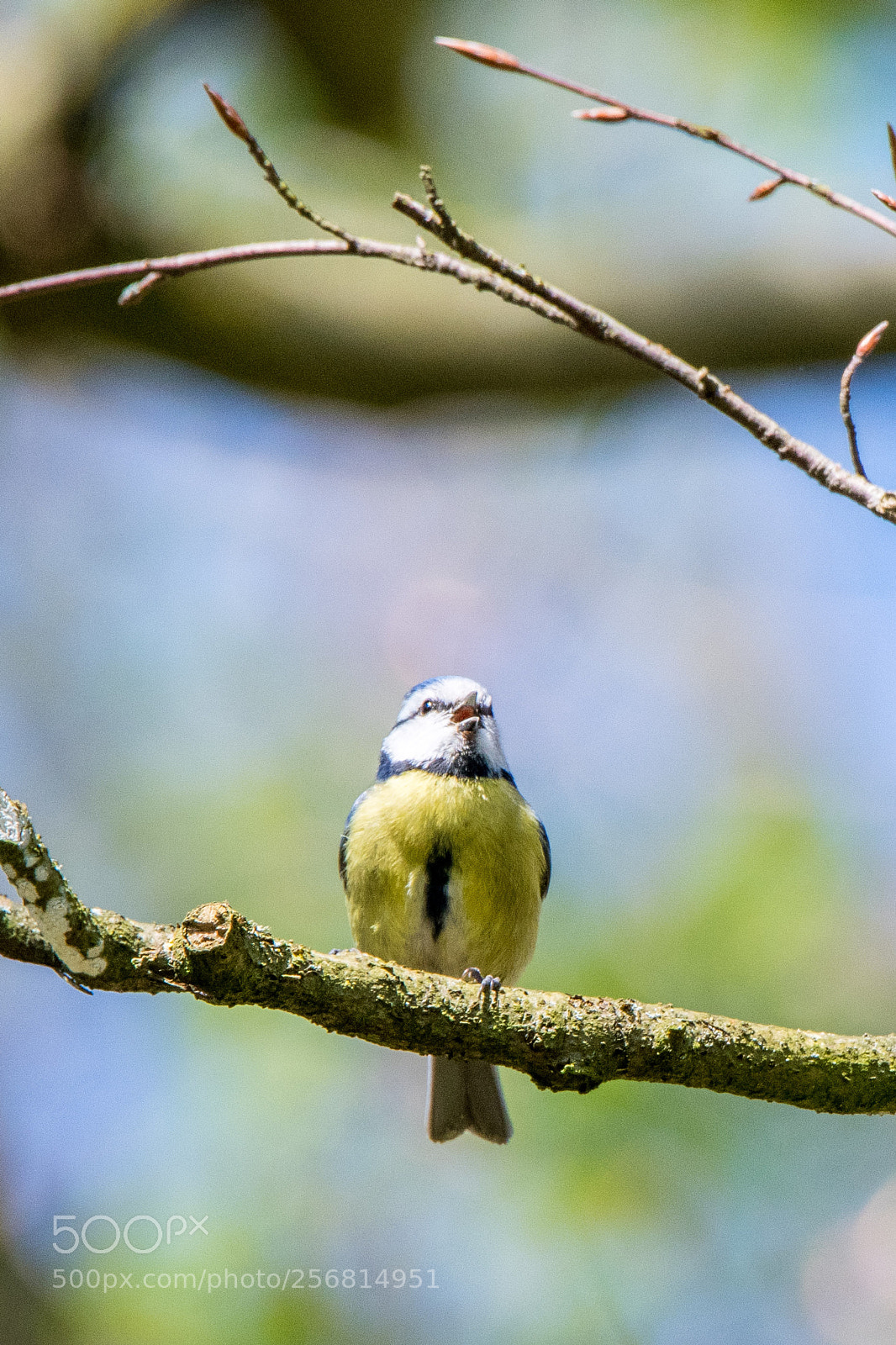 Nikon D500 sample photo. Blue tit photography