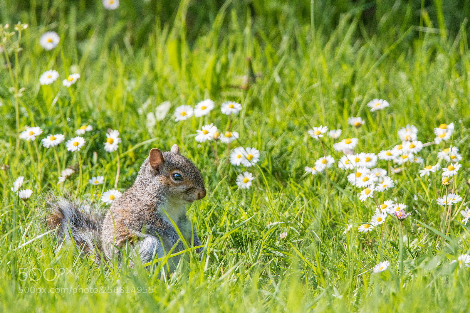 Nikon D500 sample photo. Grey squirrel photography