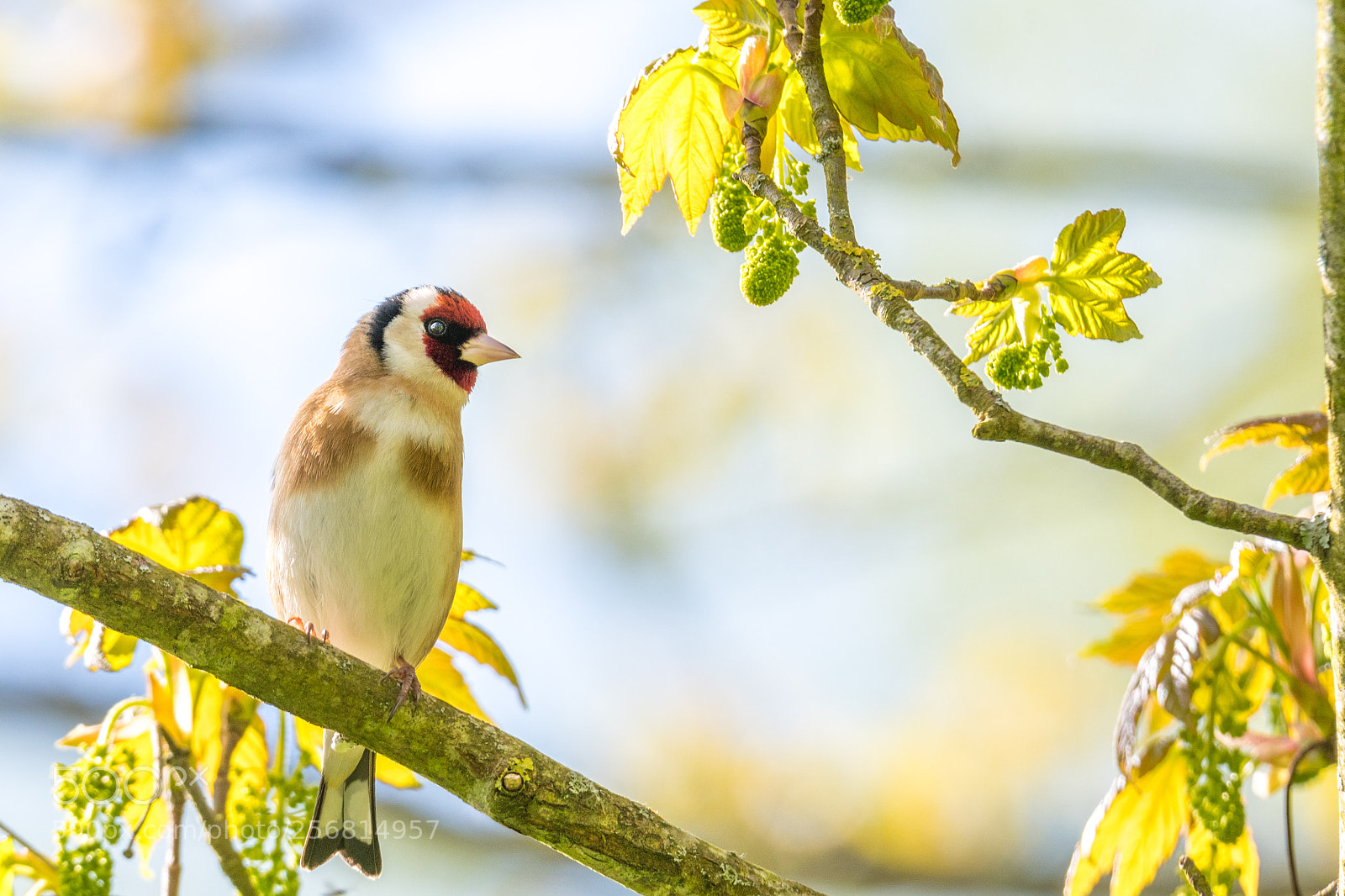 Nikon D500 sample photo. Gold finch photography