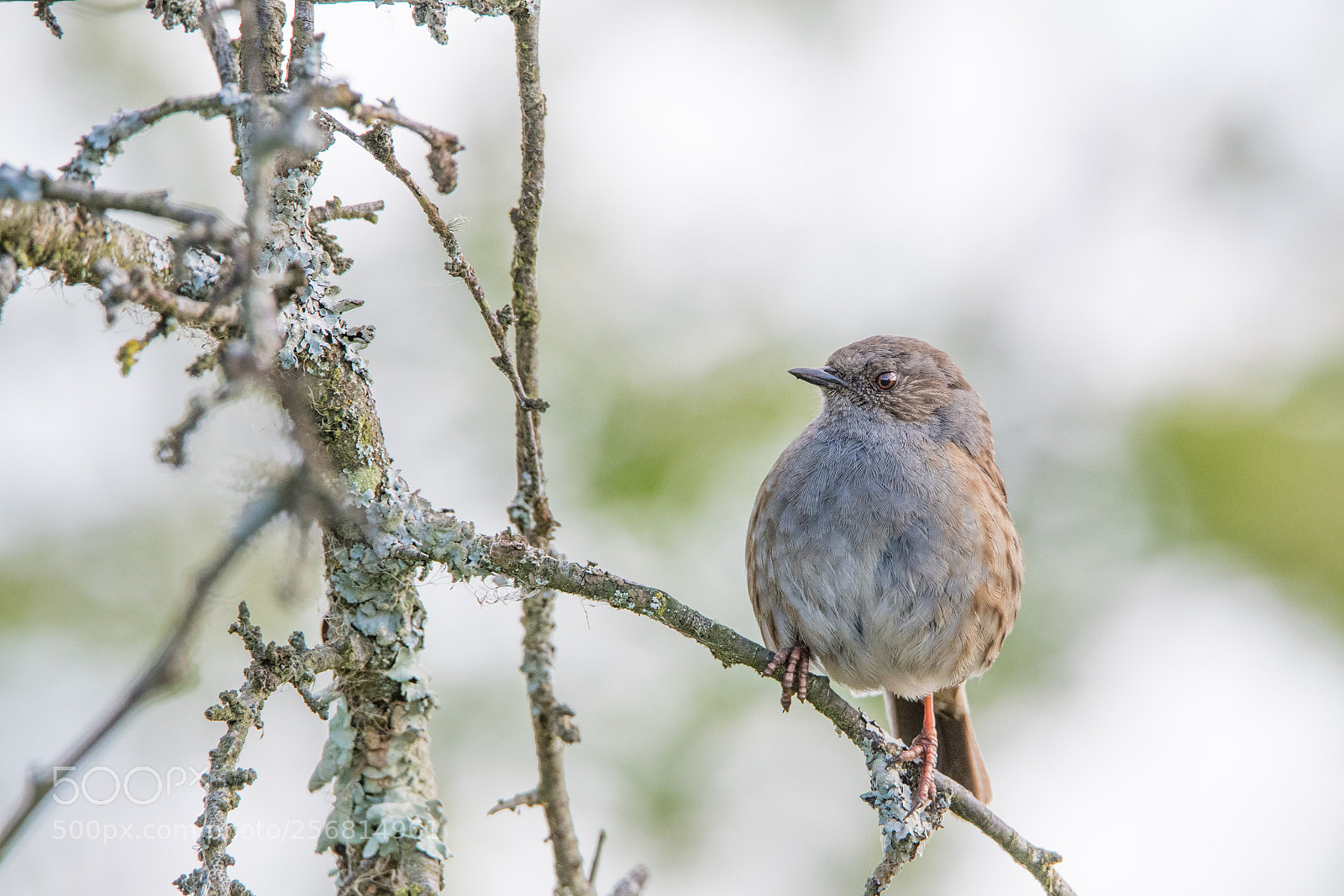 Nikon D500 sample photo. Dunnock photography