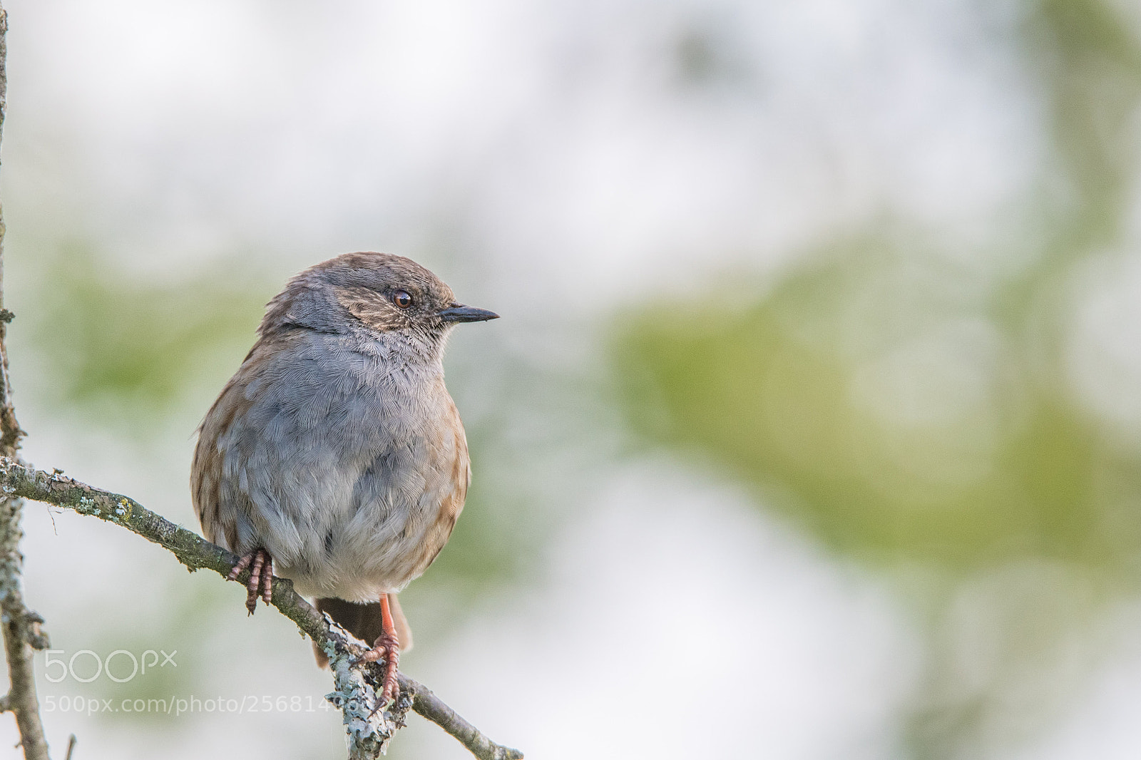 Nikon D500 sample photo. Dunnock photography