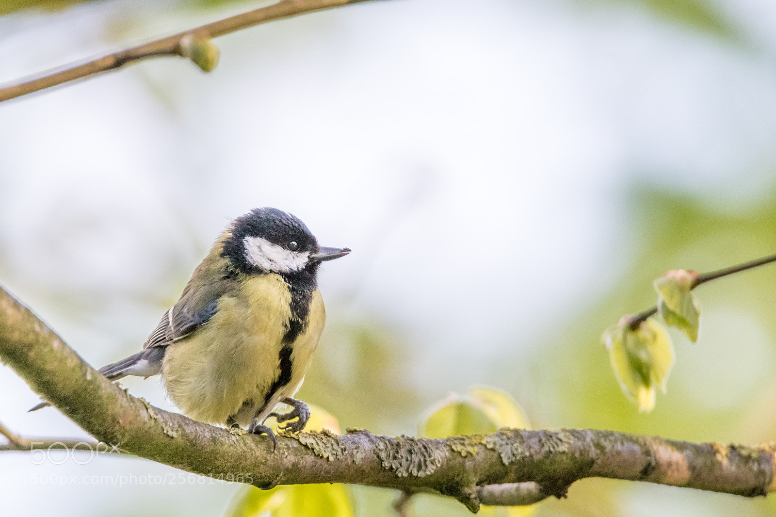 Nikon D500 sample photo. Great tit photography