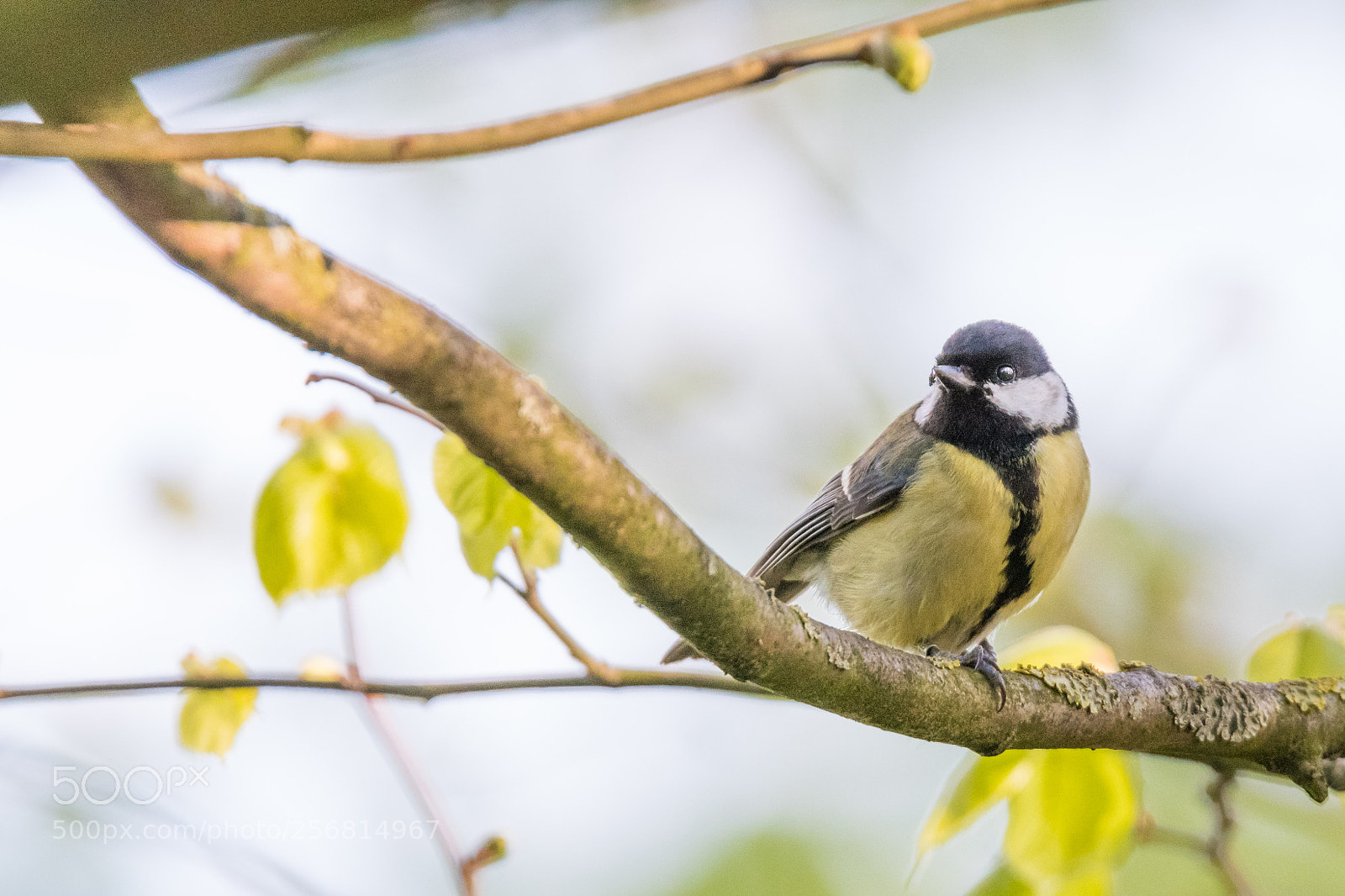 Nikon D500 sample photo. Great tit photography
