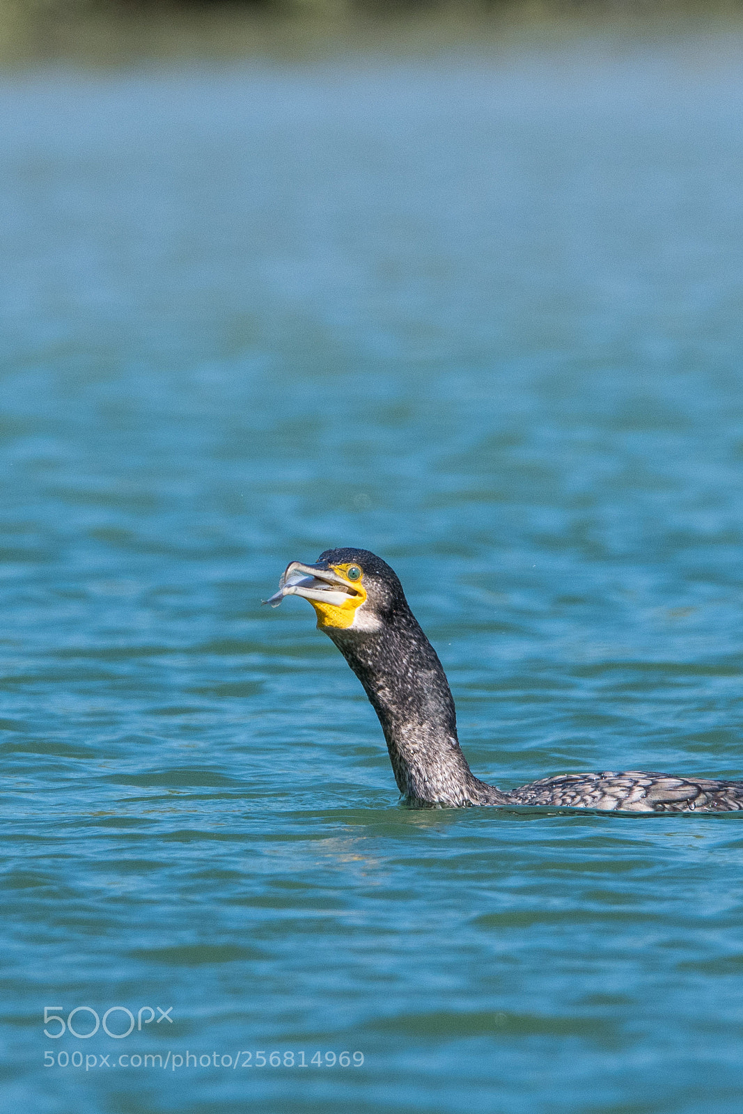 Nikon D500 sample photo. Lunch of cormorant photography
