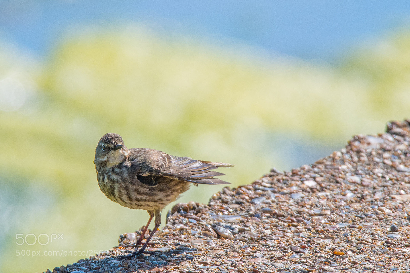 Nikon D500 sample photo. Bird photography